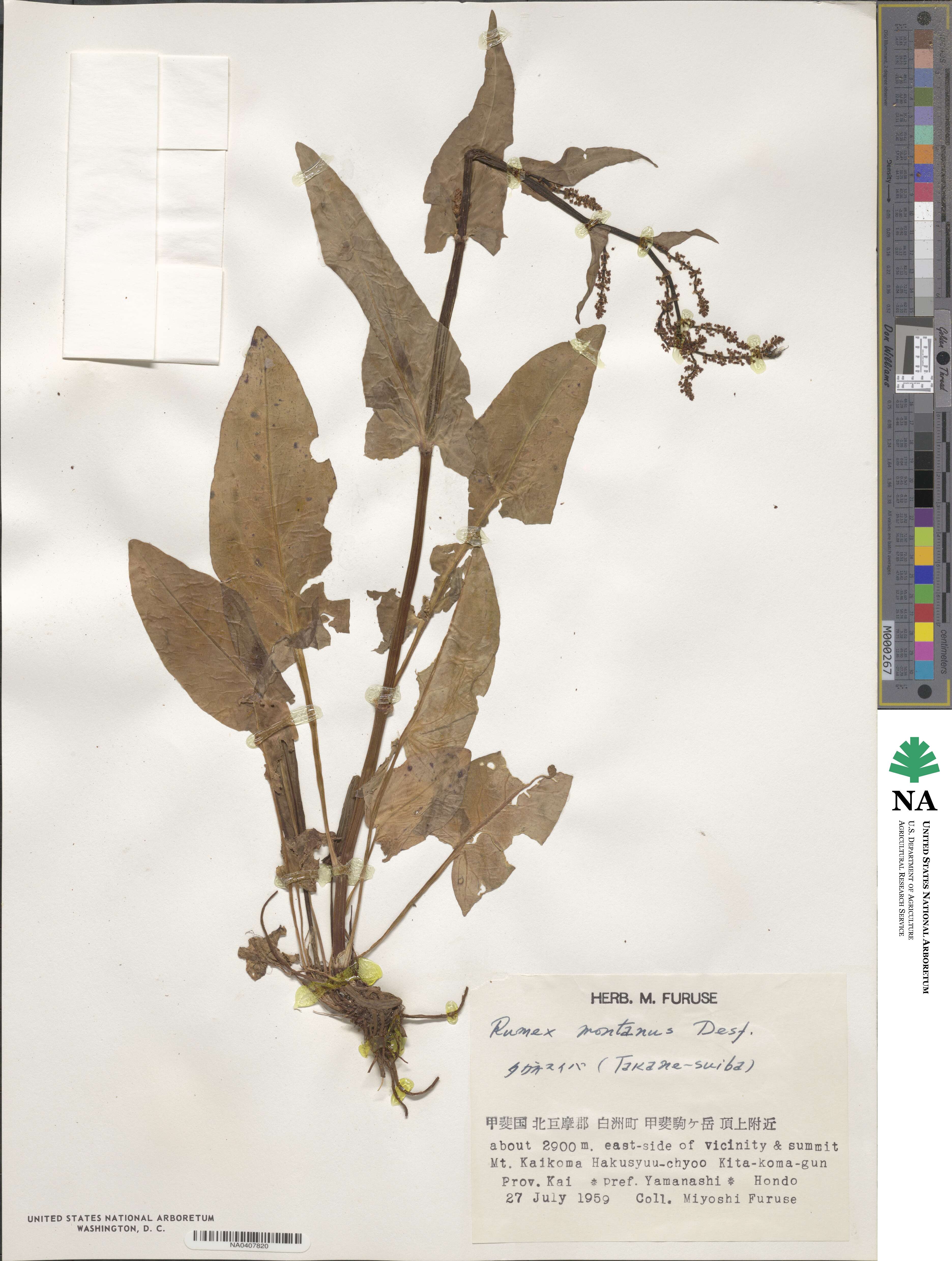 Rumex arifolius image