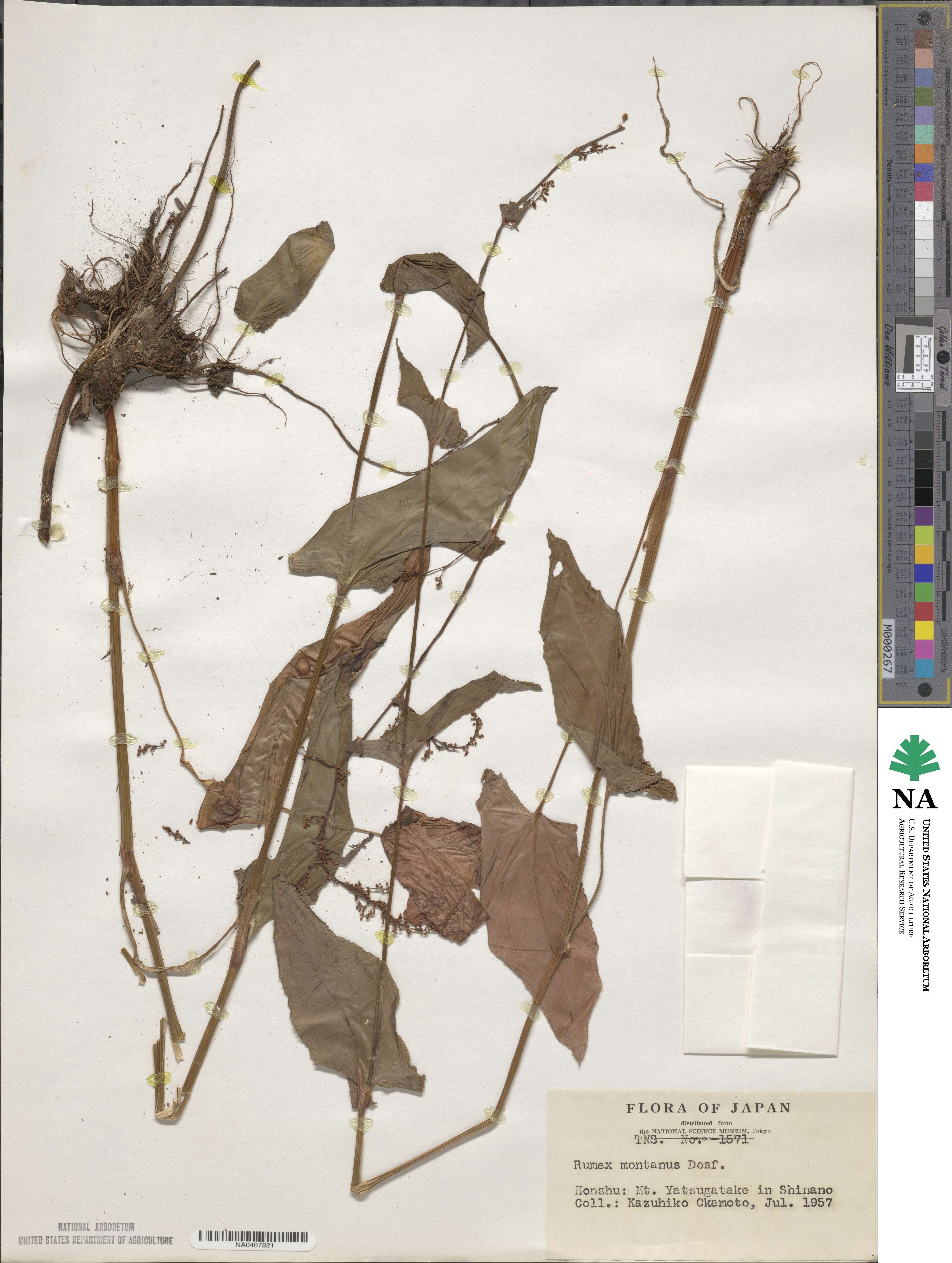 Rumex arifolius image