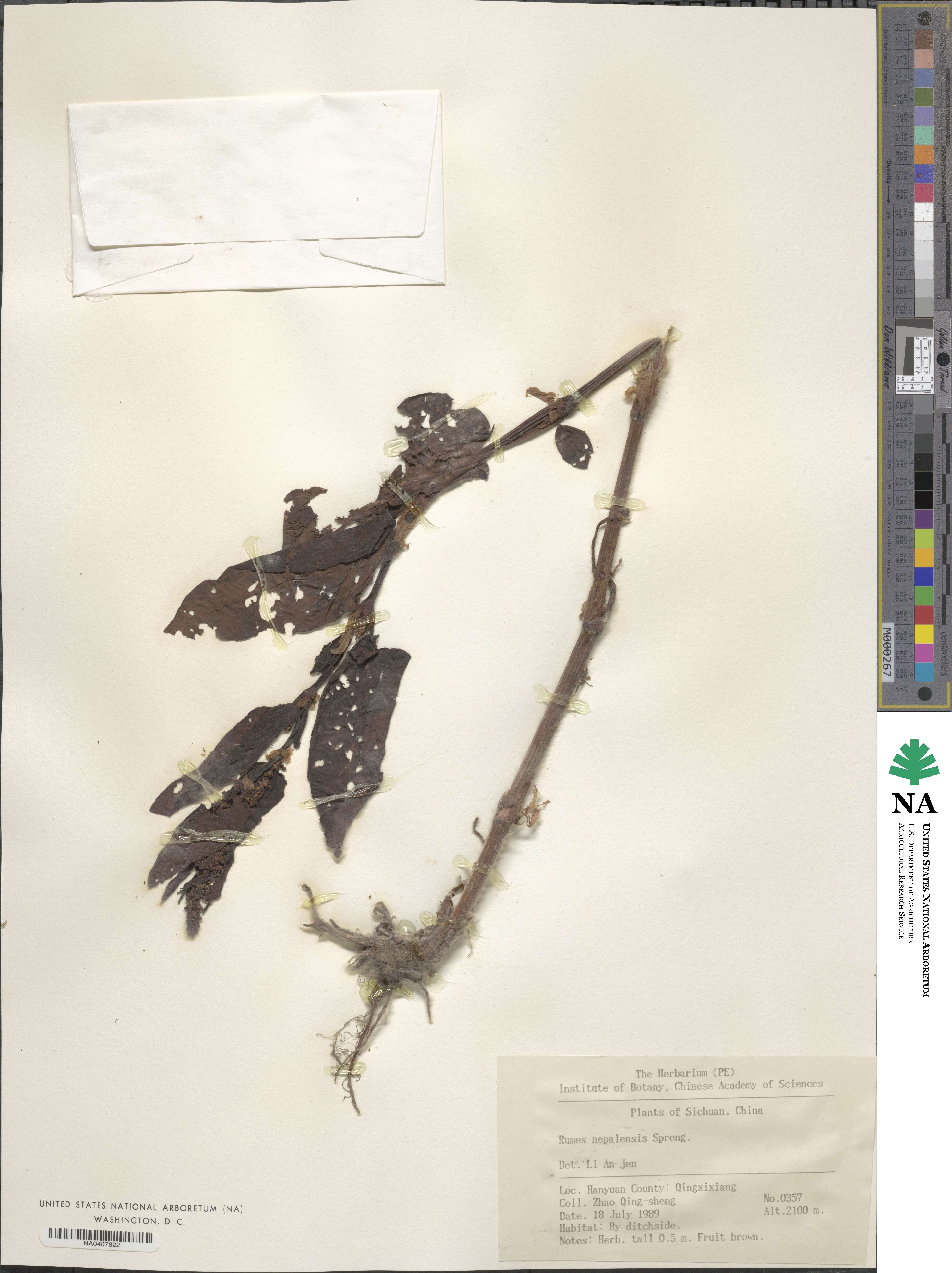 Rumex nepalensis image