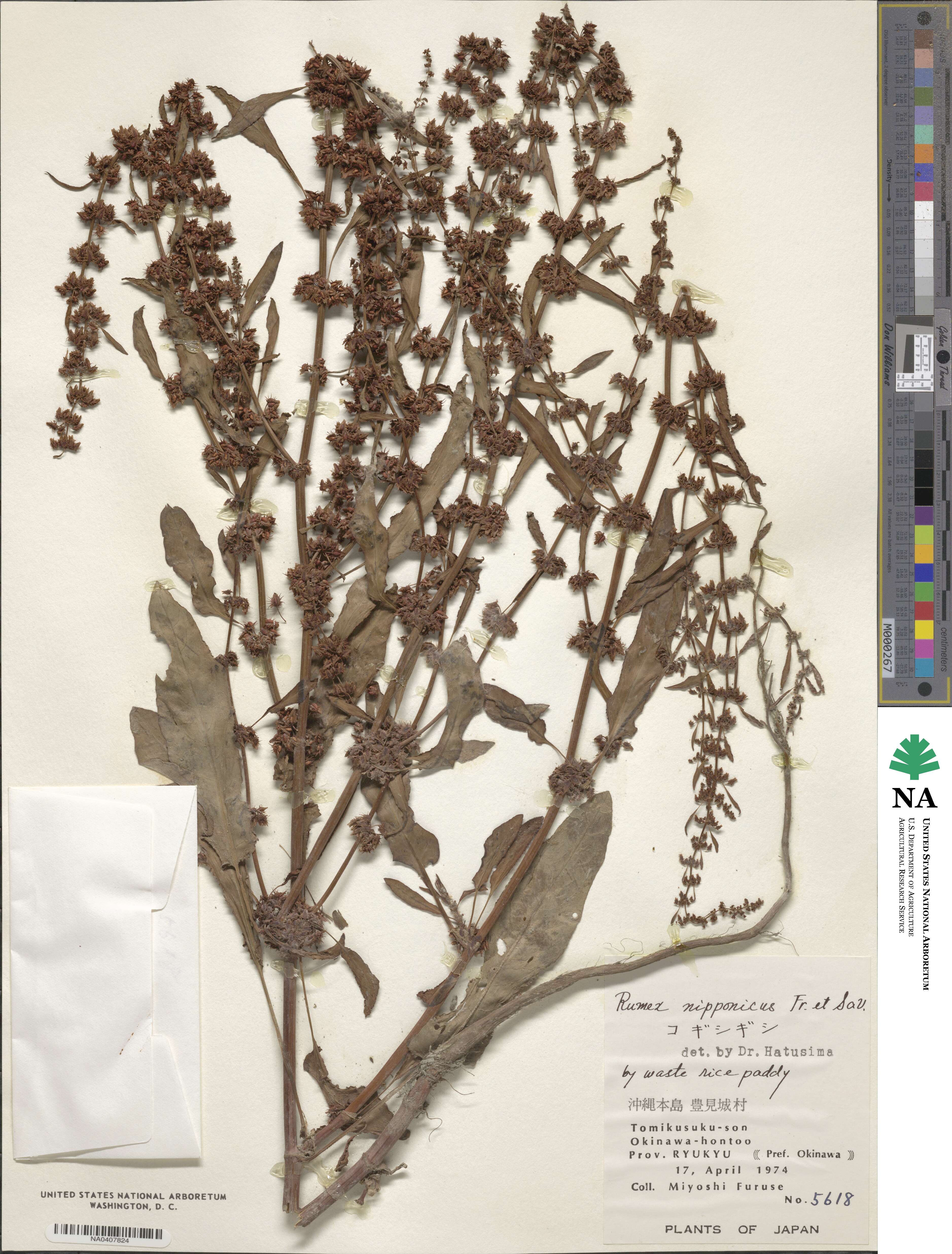 Rumex dentatus image