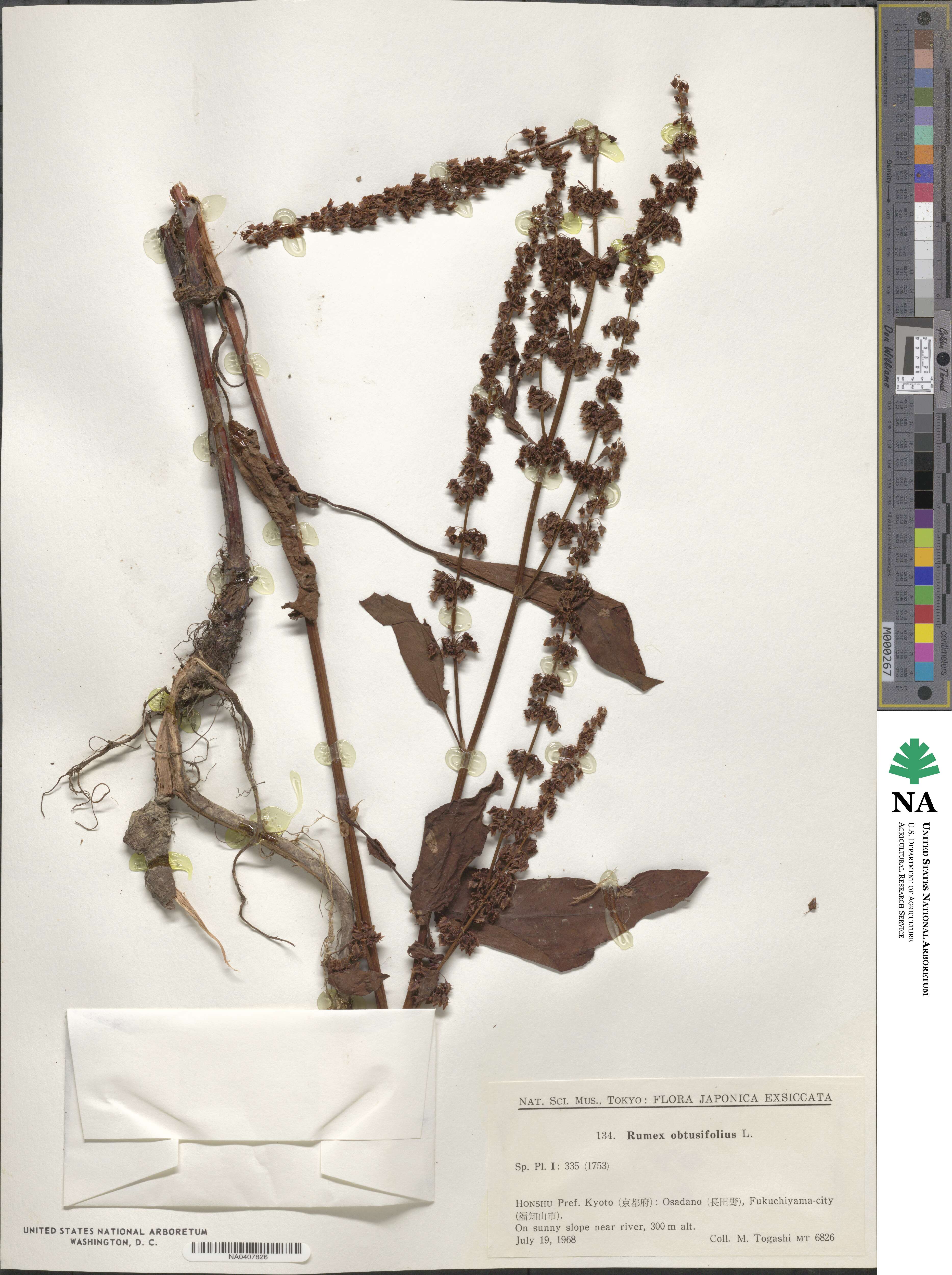 Rumex obtusifolius image