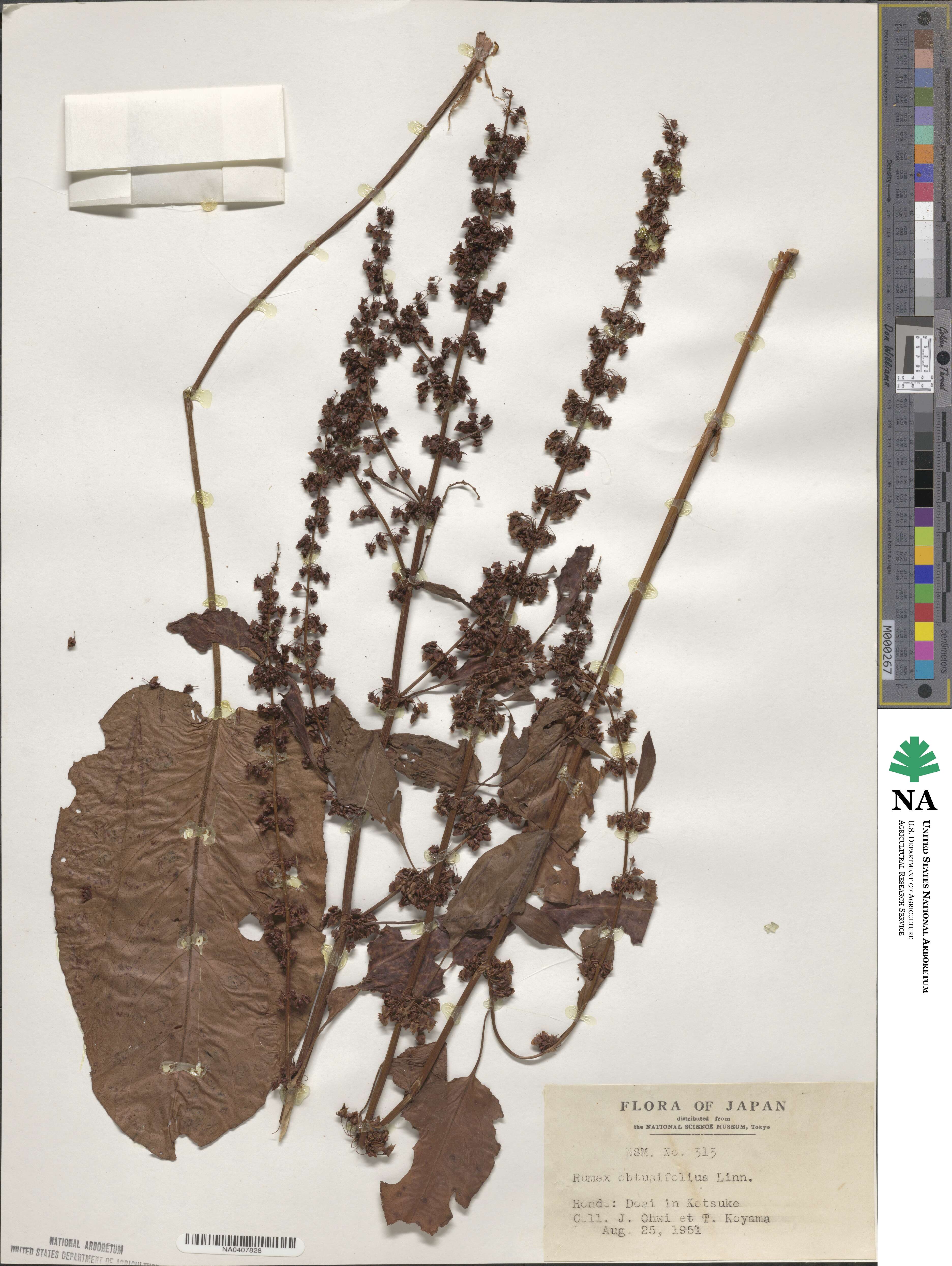 Rumex obtusifolius image