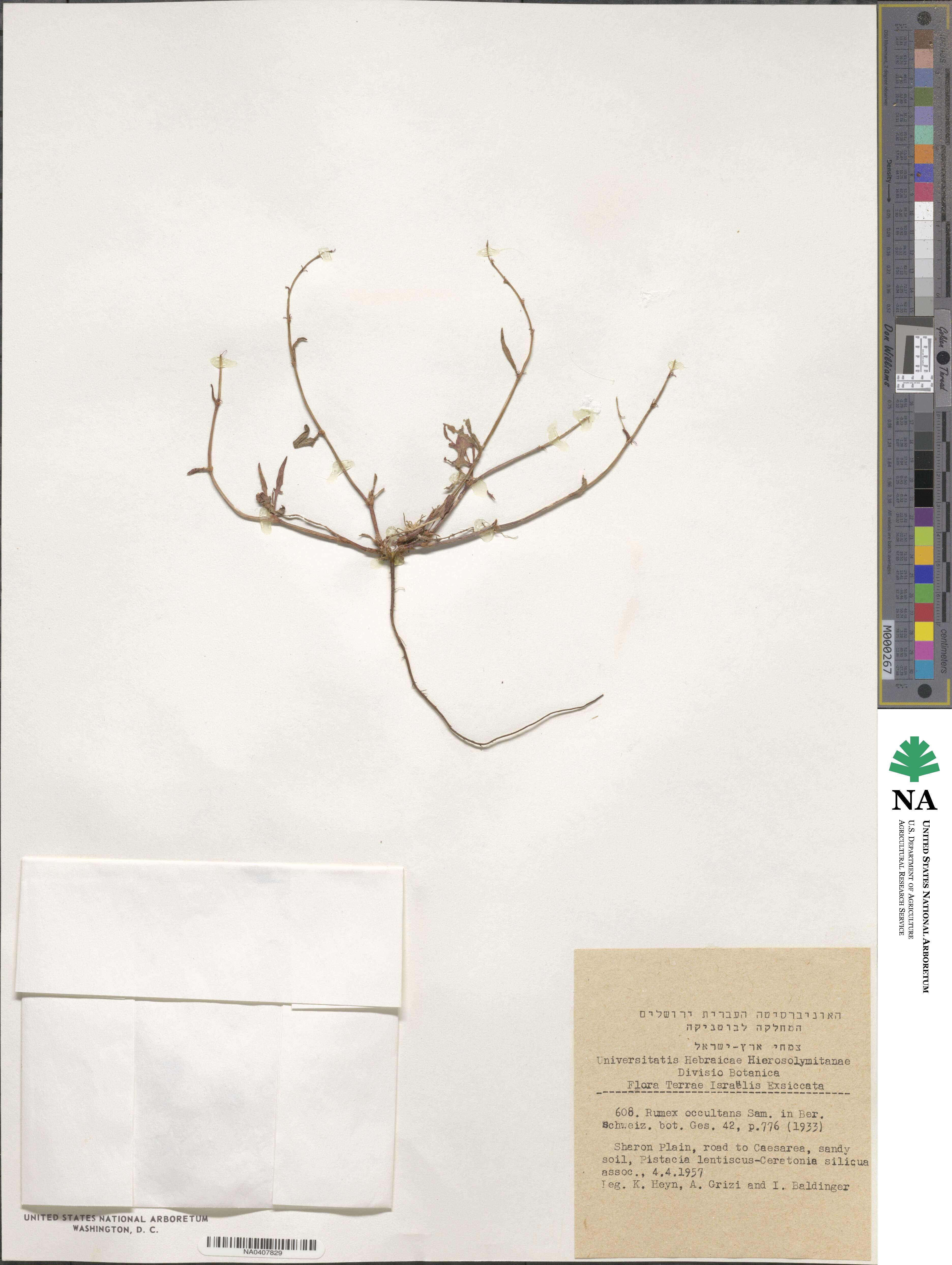 Rumex occultans image