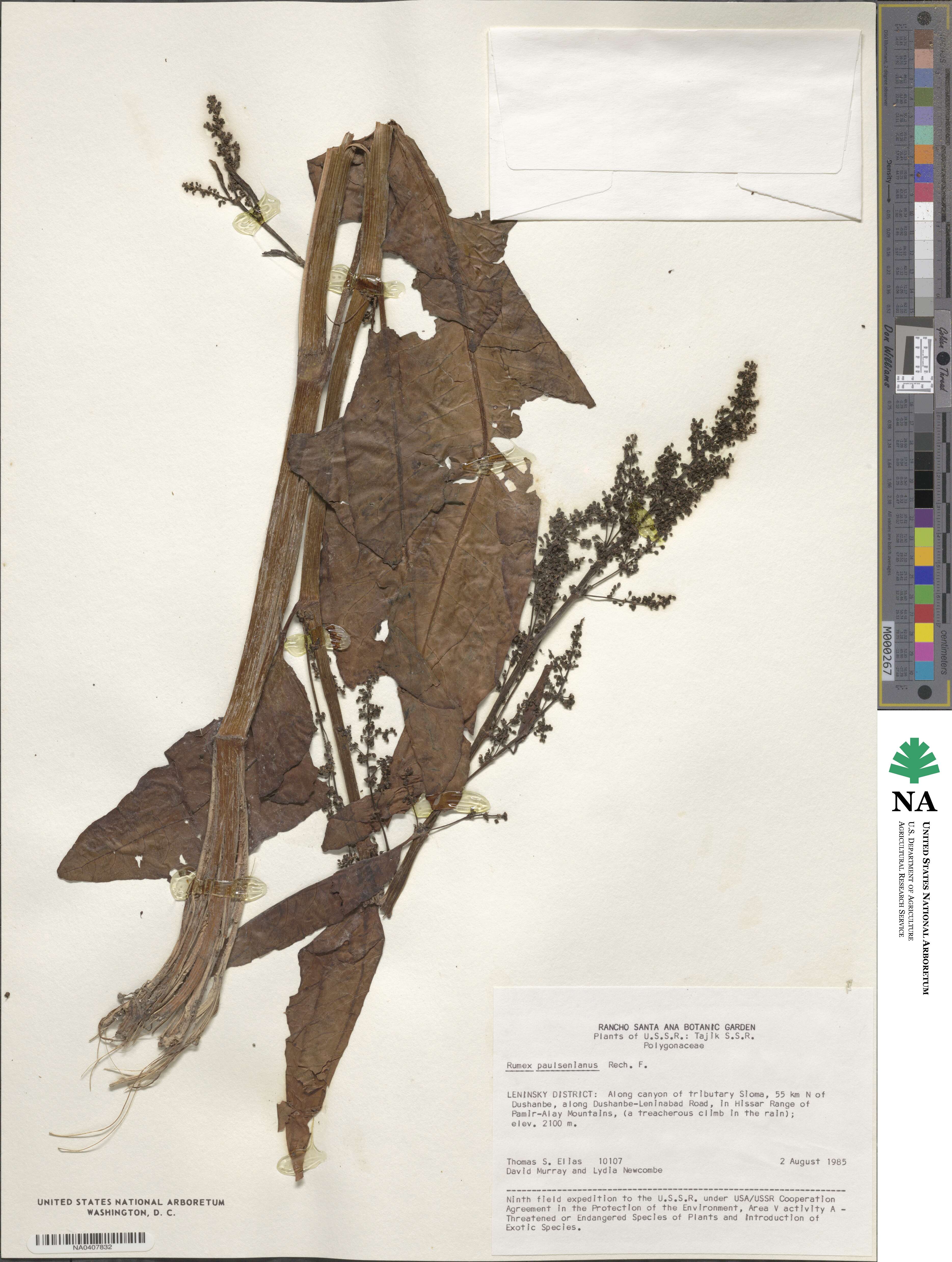 Rumex paulsenianus image