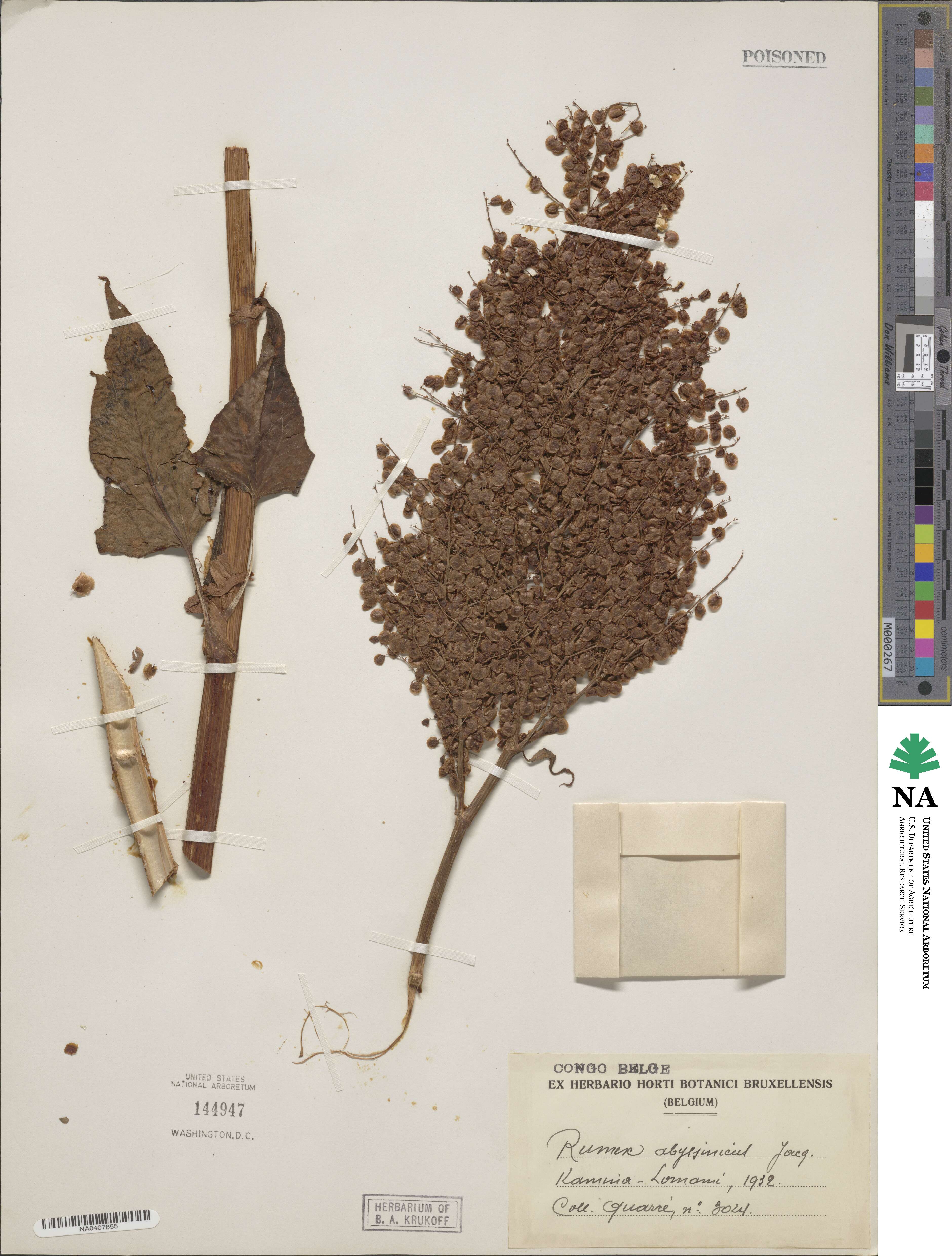 Rumex abyssinicus image