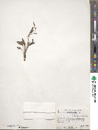 Rumex acetosella image