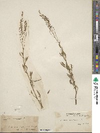 Rumex acetosella image