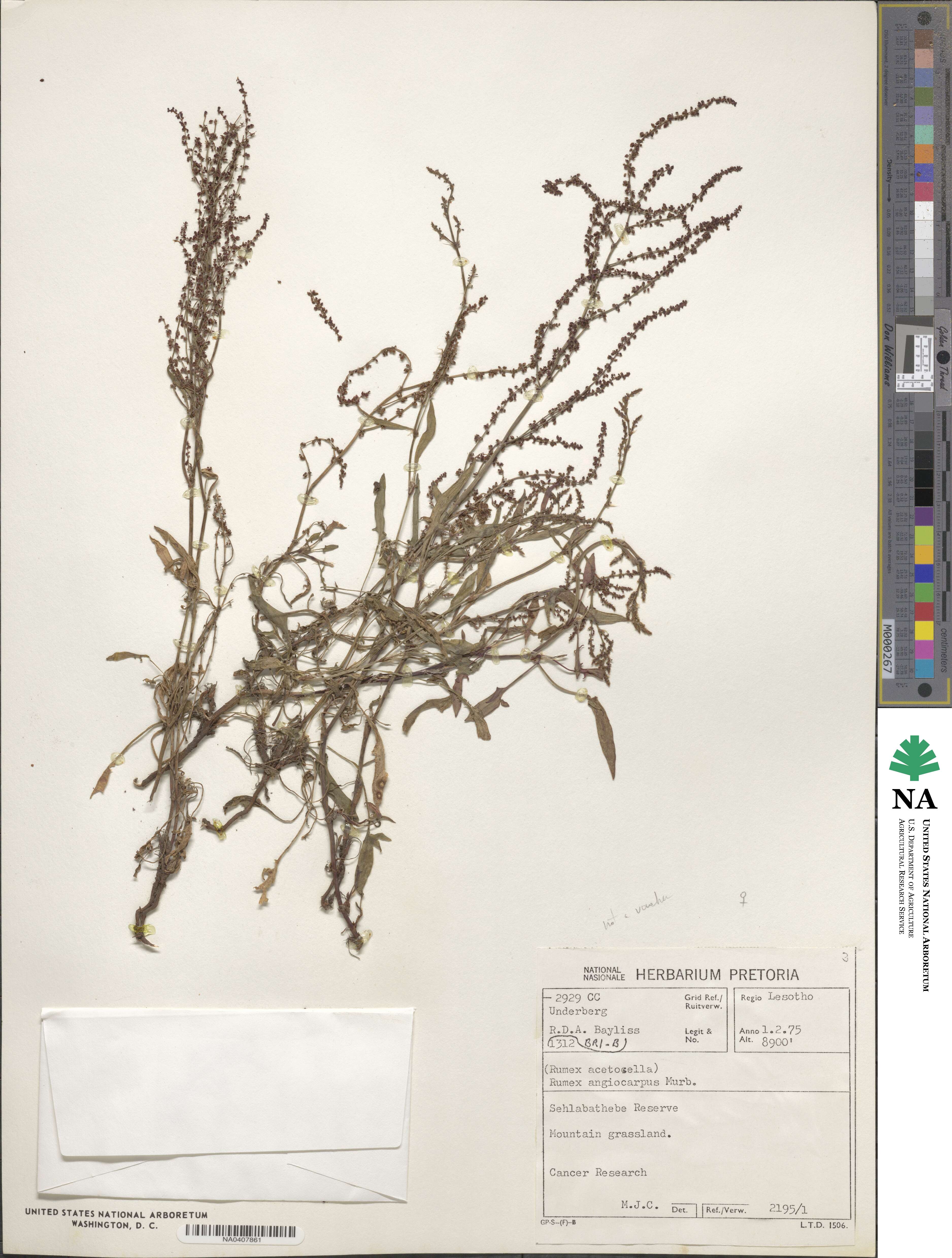 Rumex acetosella image