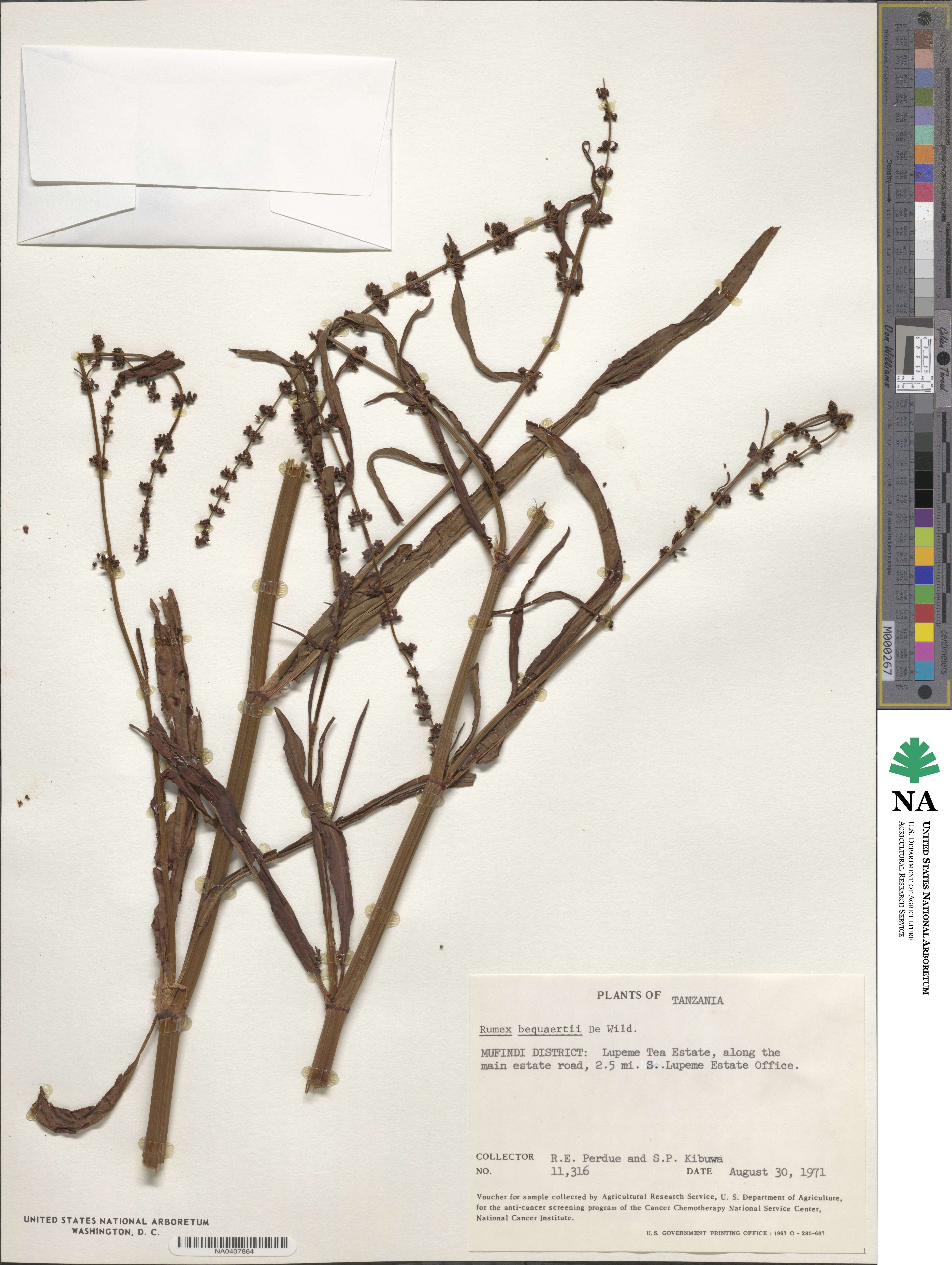 Rumex bequaertii image