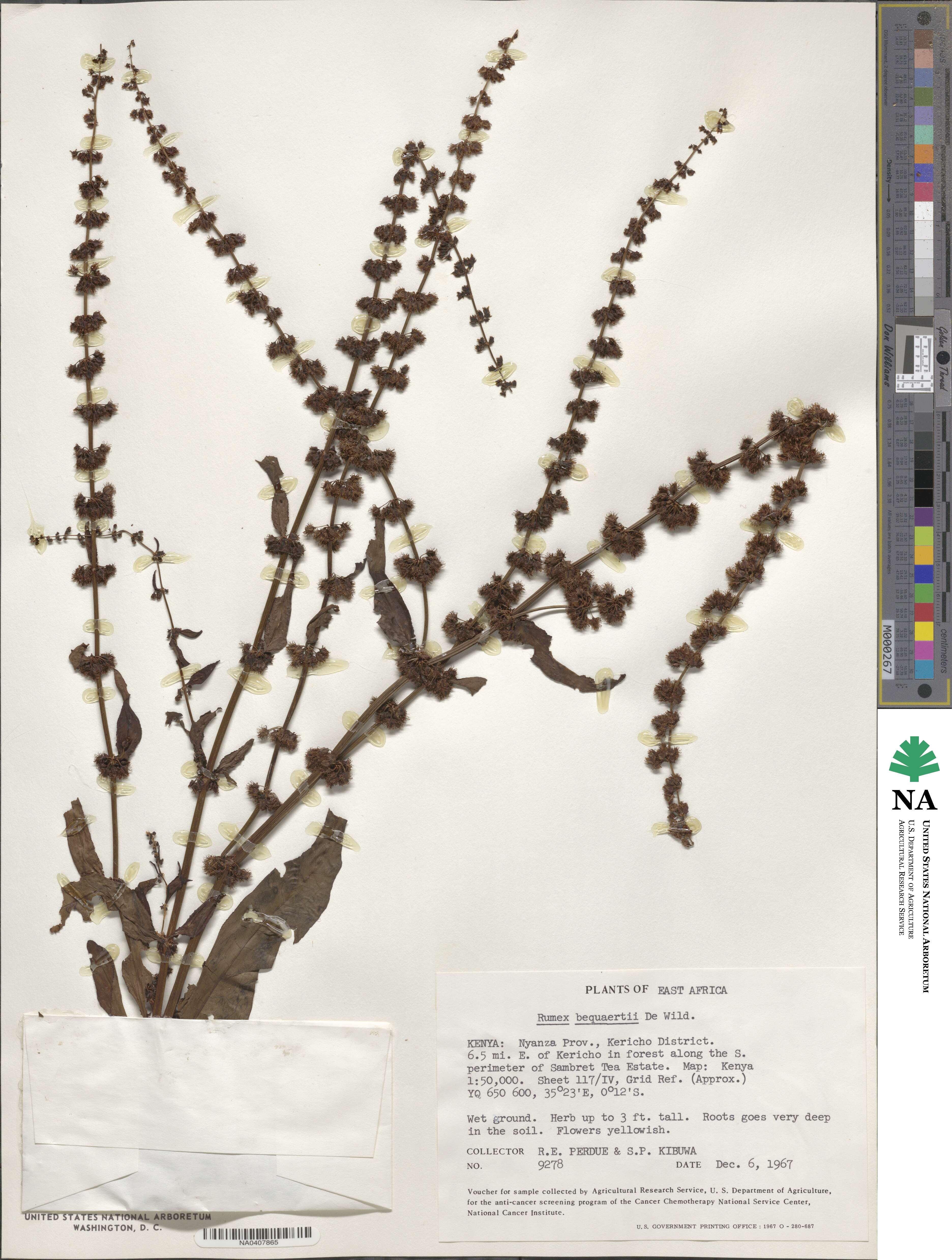 Rumex bequaertii image