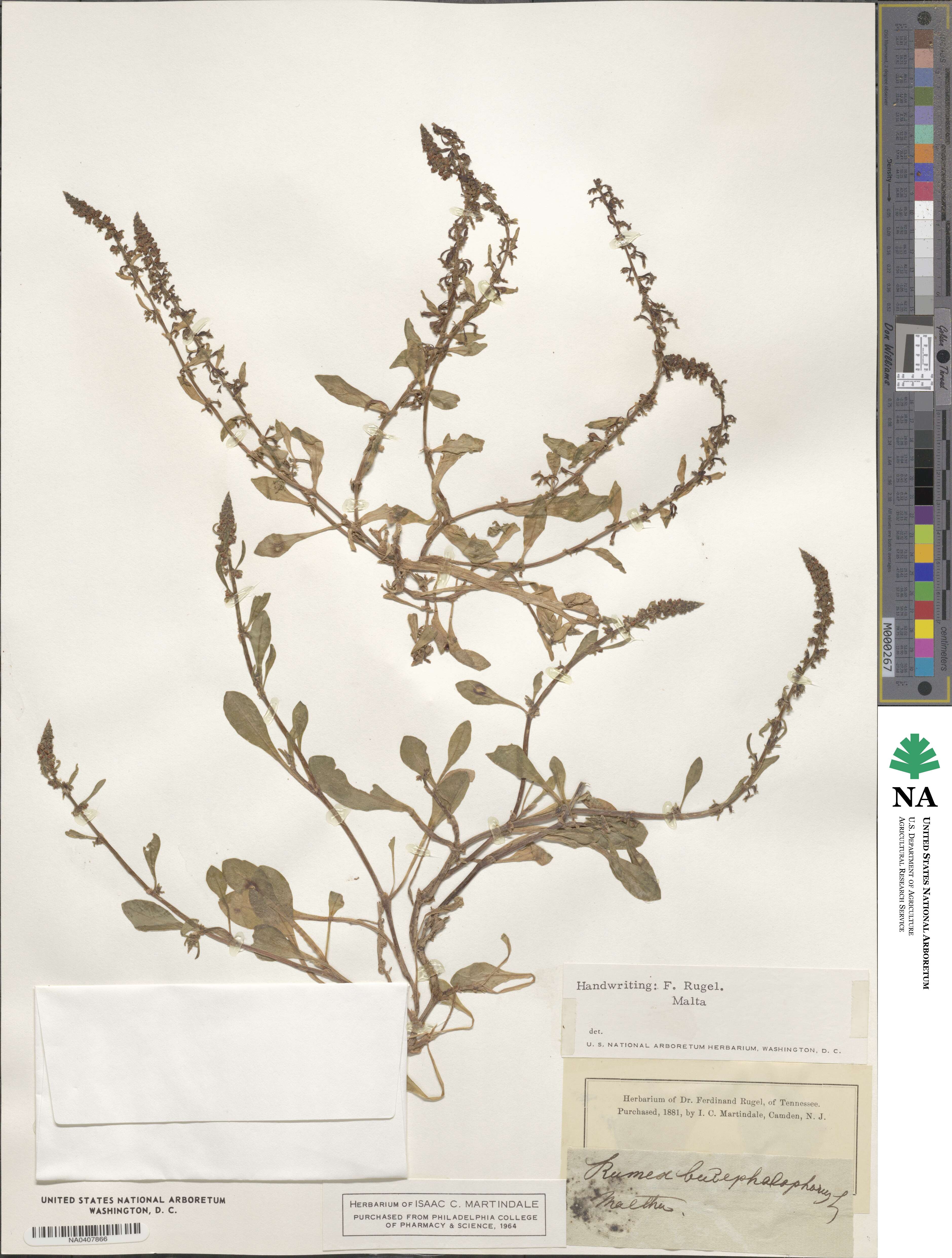 Rumex bucephalophorus image