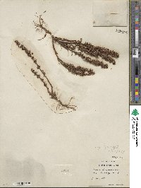 Rumex bucephalophorus image