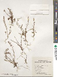 Rumex bucephalophorus image