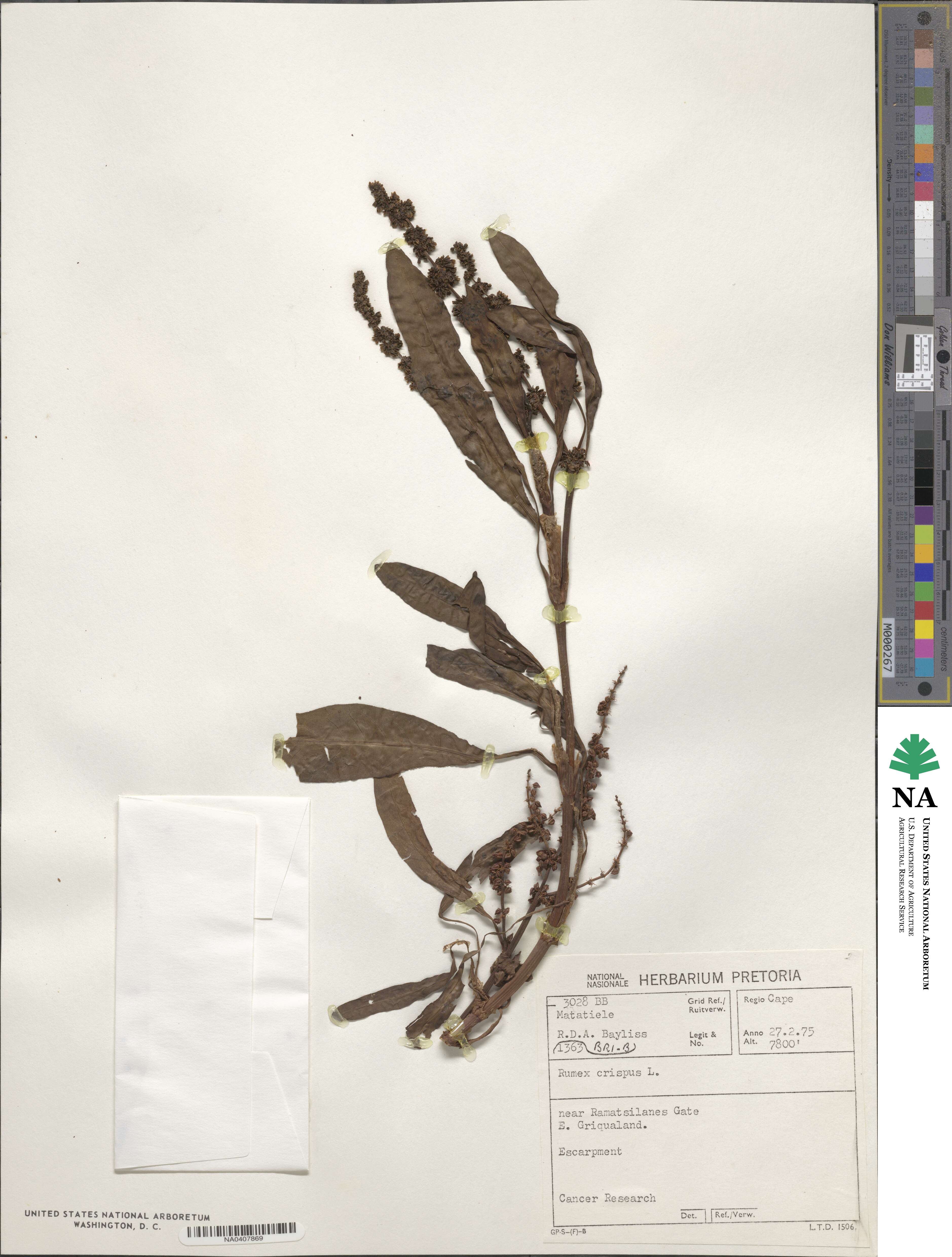 Rumex crispus image