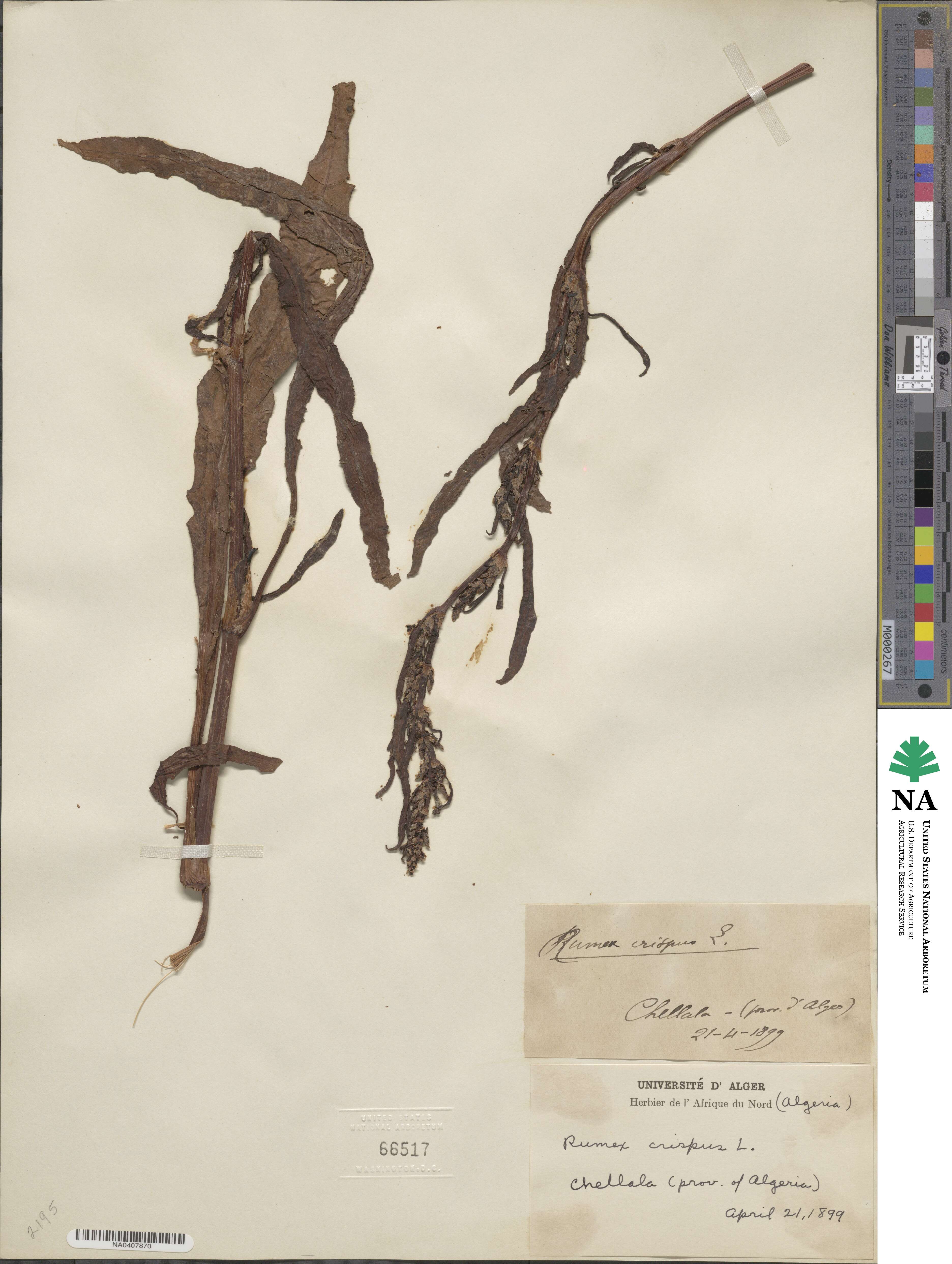 Rumex image