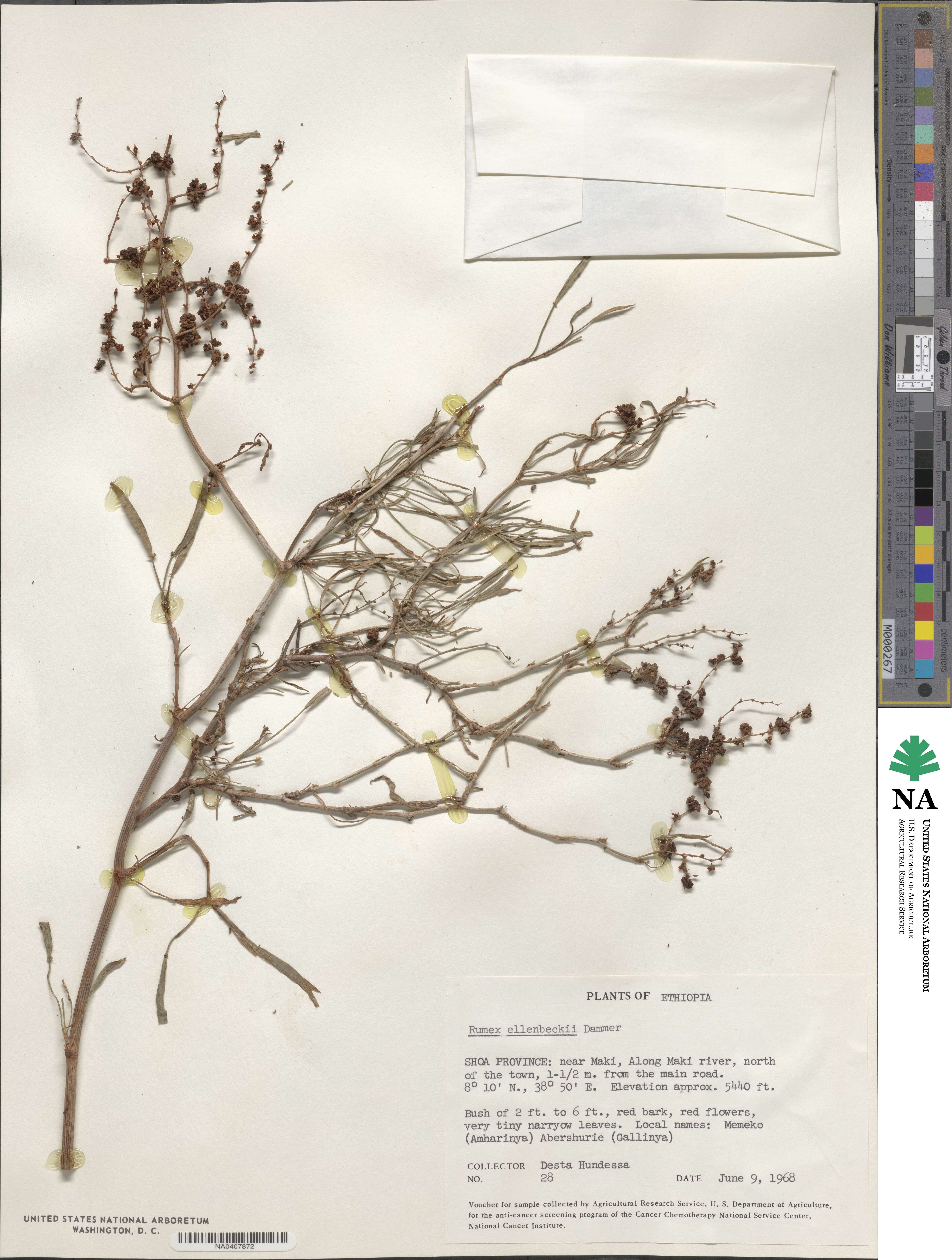 Rumex ellenbeckii image