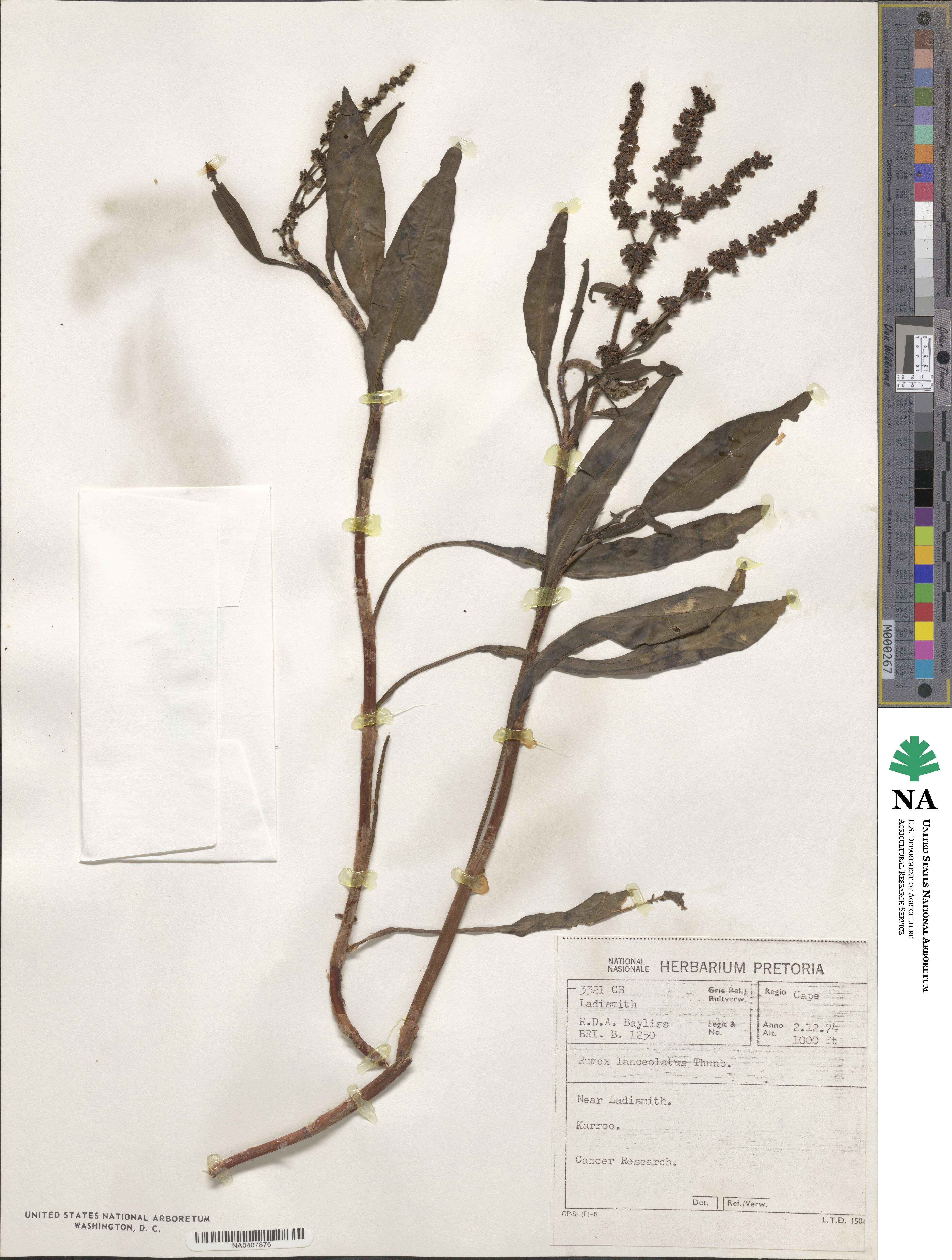 Rumex lanceolatus image