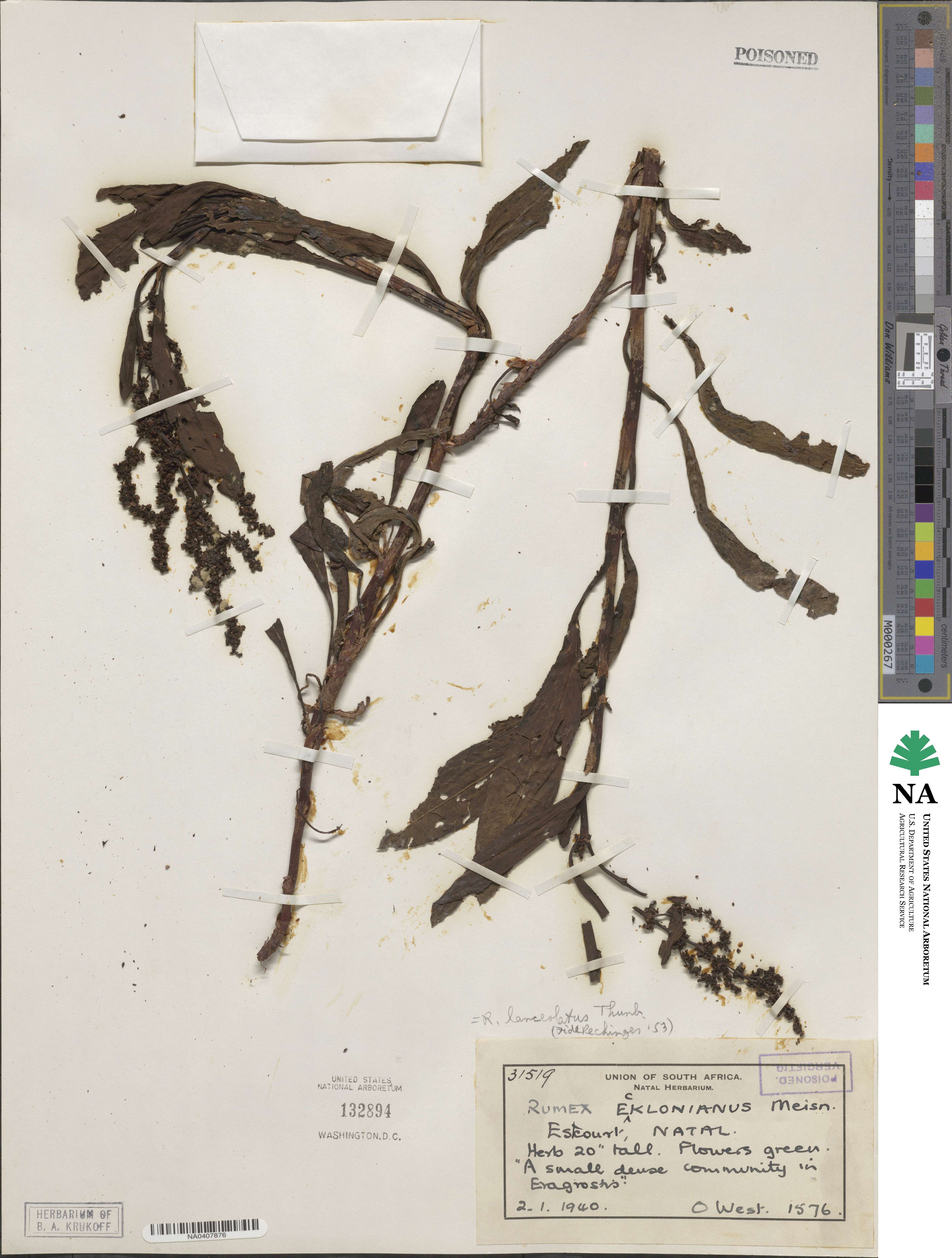 Rumex lanceolatus image