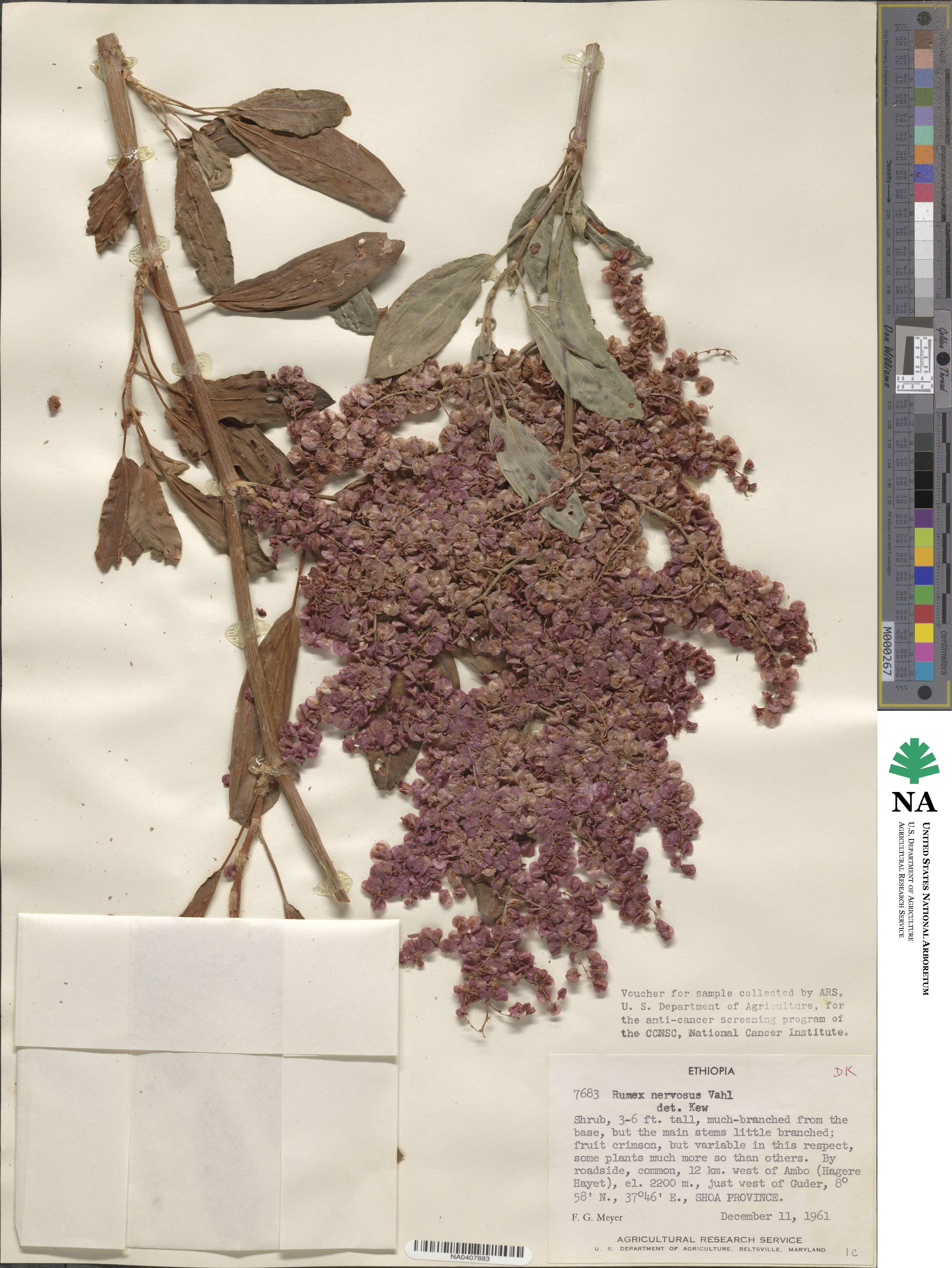 Rumex nervosus image