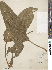 Rumex patientia image