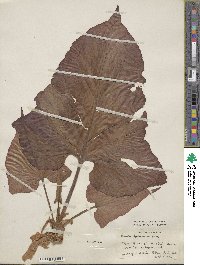 Rumex abyssinicus image