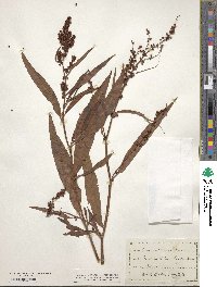 Rumex altissimus image