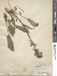 Rumex ambiguus image