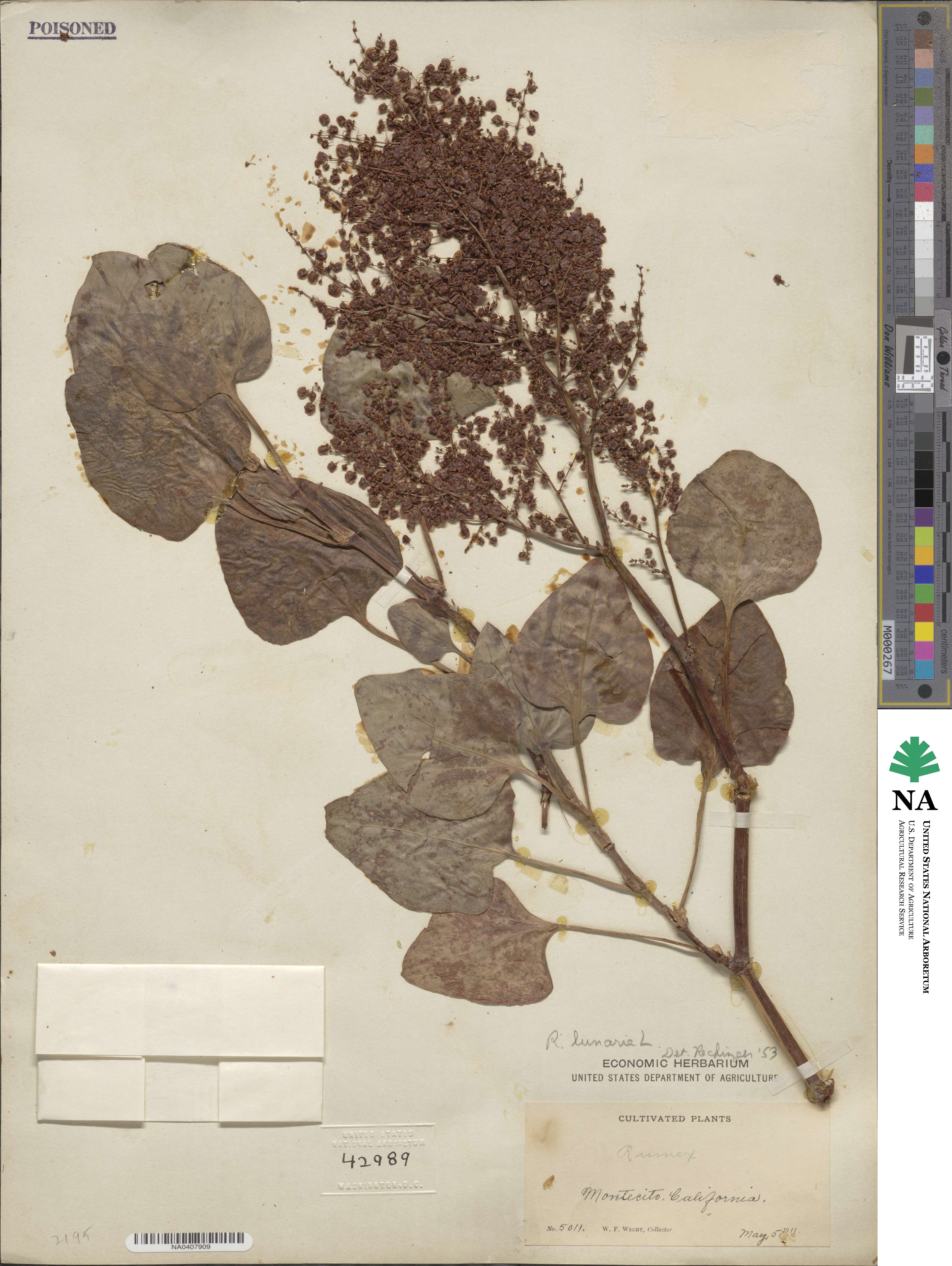 Rumex lunaria image