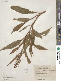 Rumex triangulivalvis image
