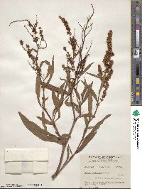 Rumex triangulivalvis image