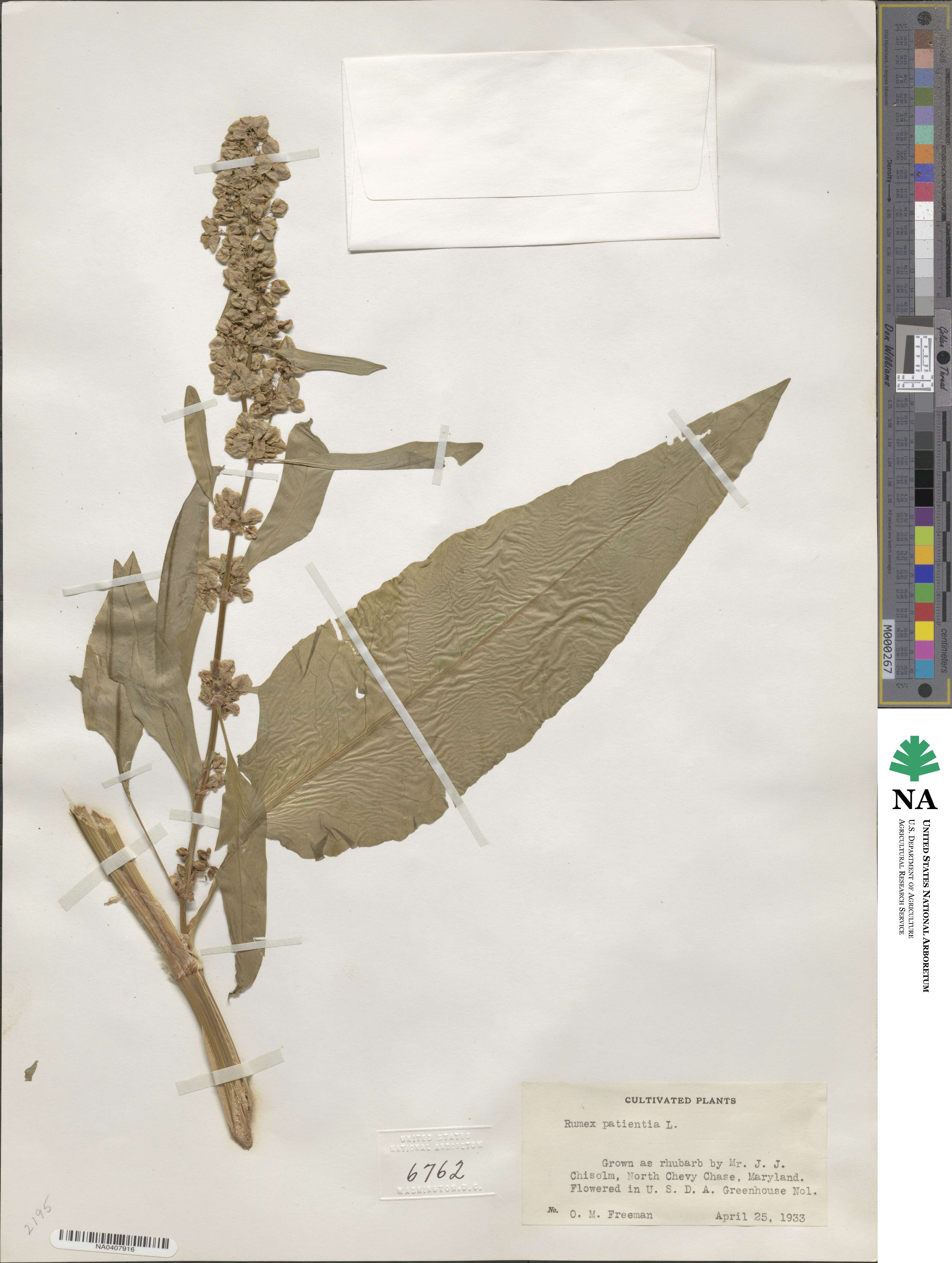 Rumex patientia image