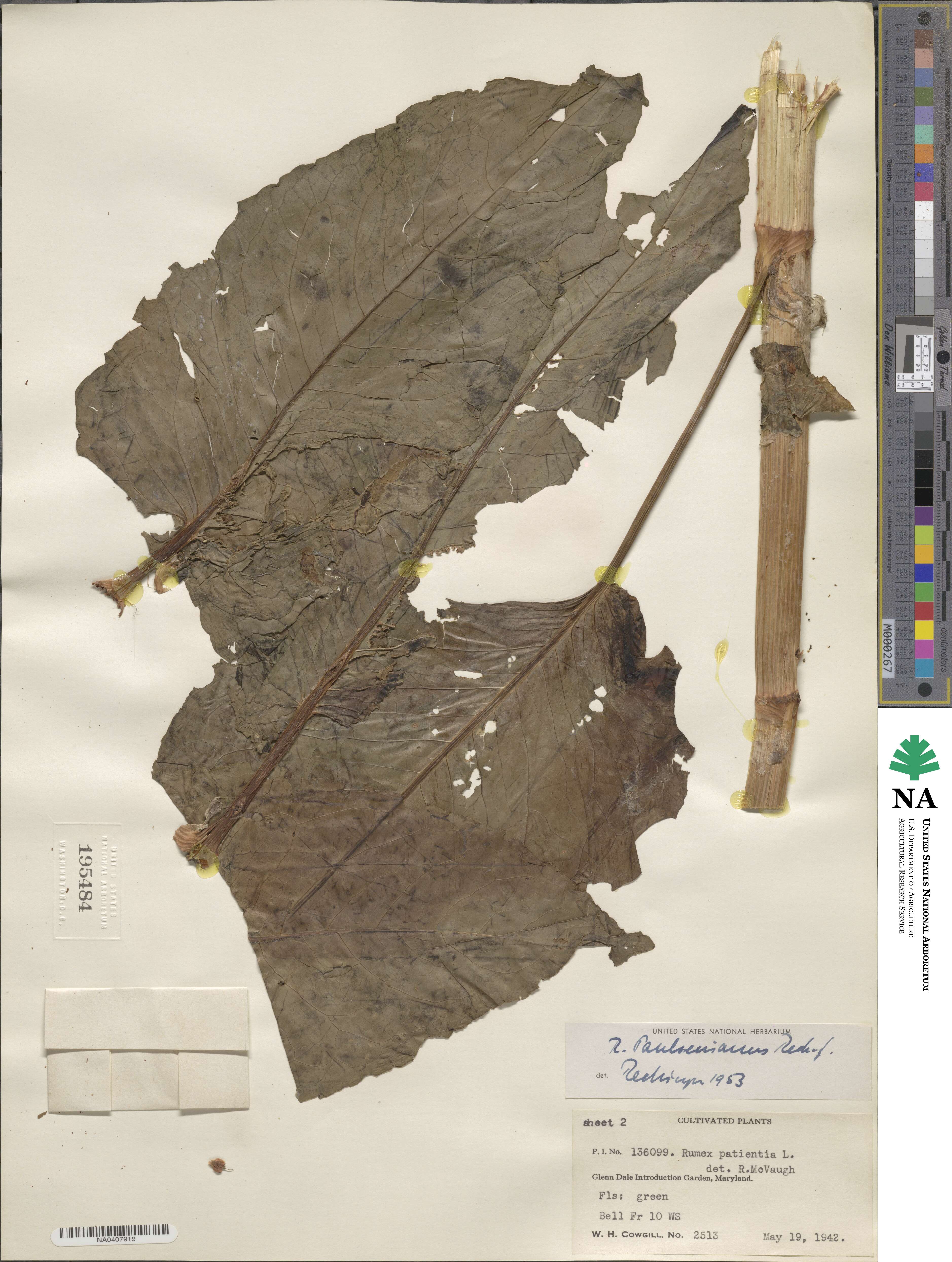 Rumex paulsenianus image