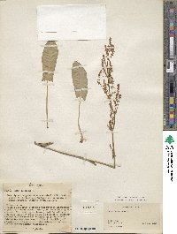 Rumex tuberosus image