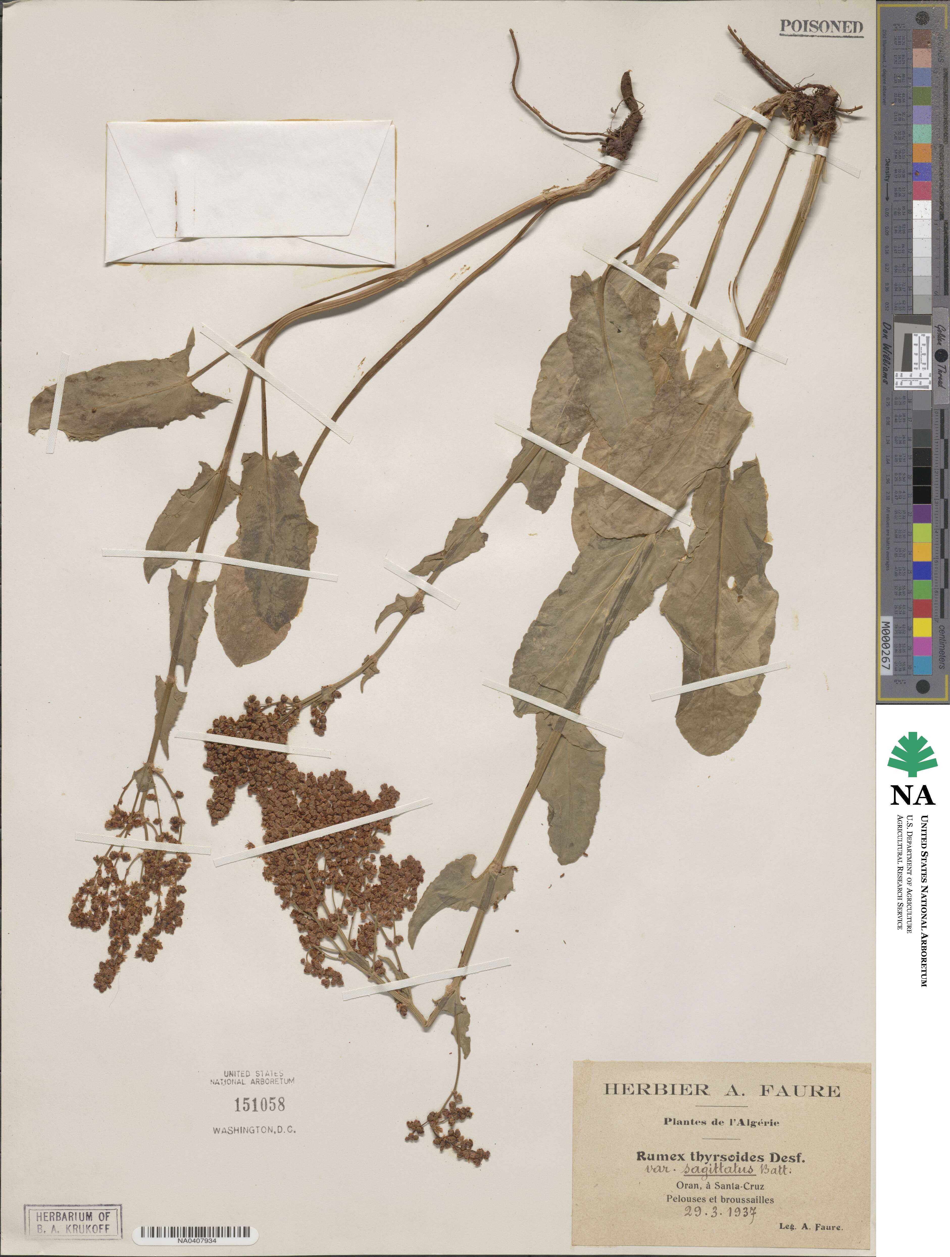Rumex thyrsoides image