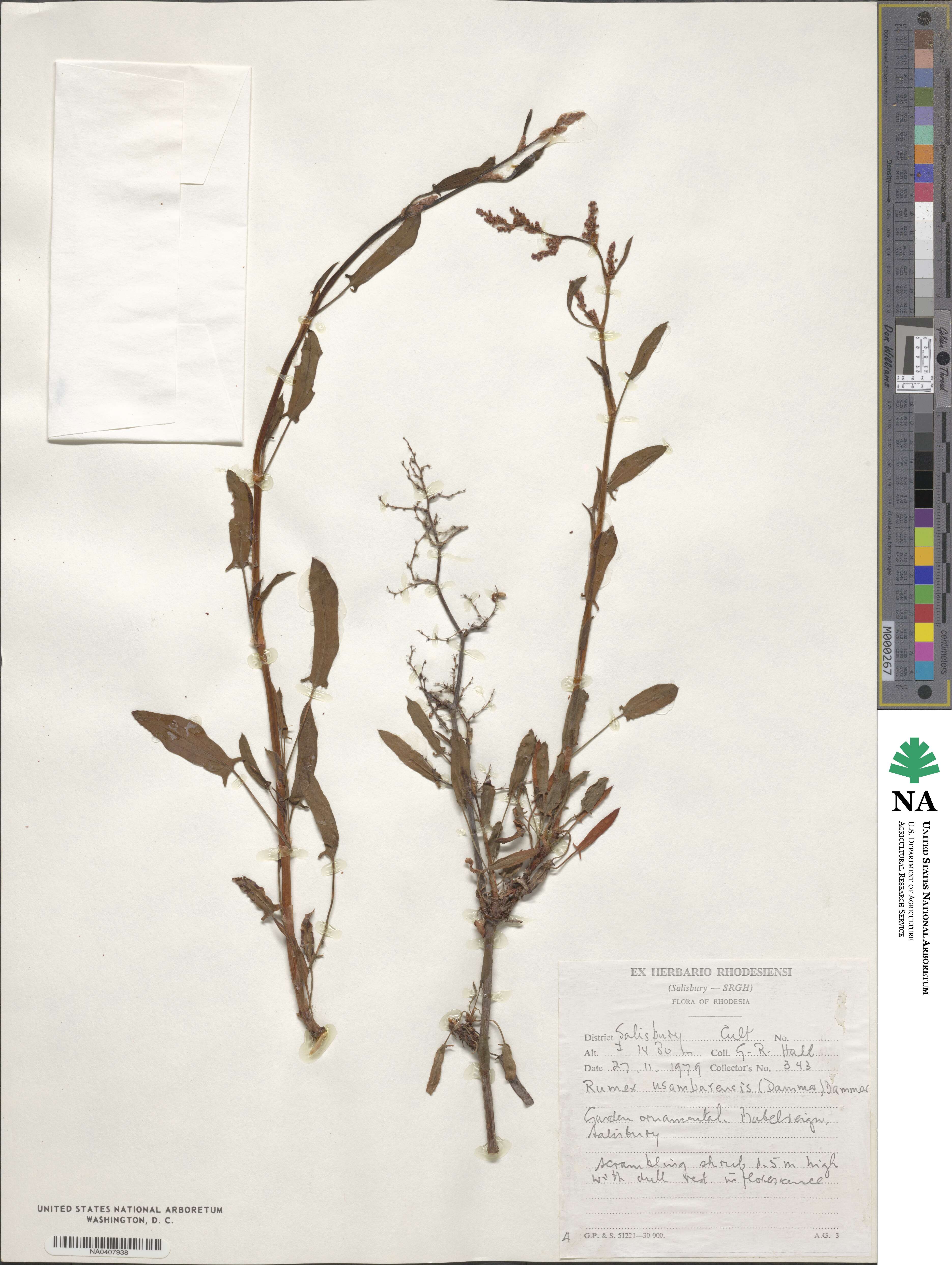 Rumex usambarensis image