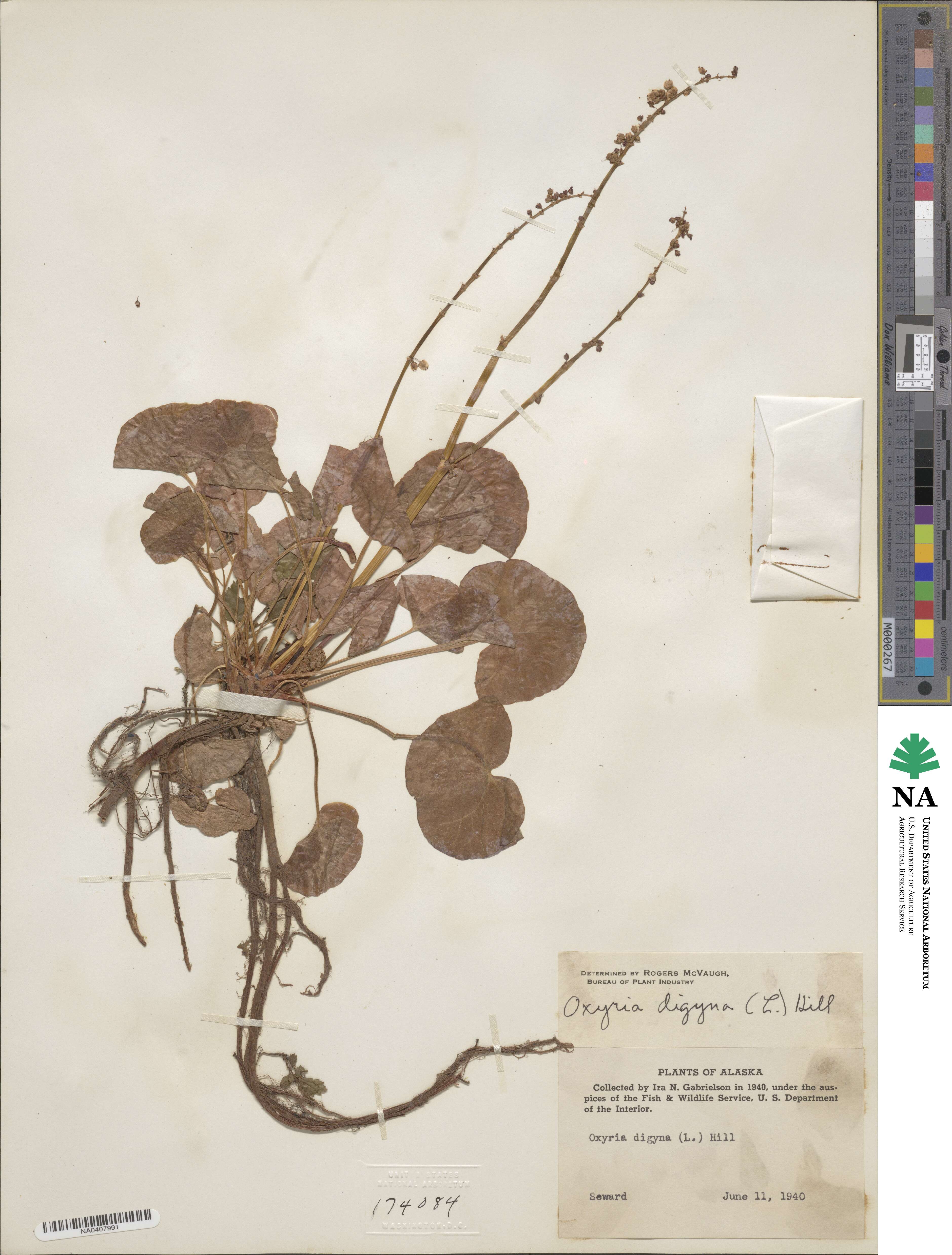 Oxyria digyna image