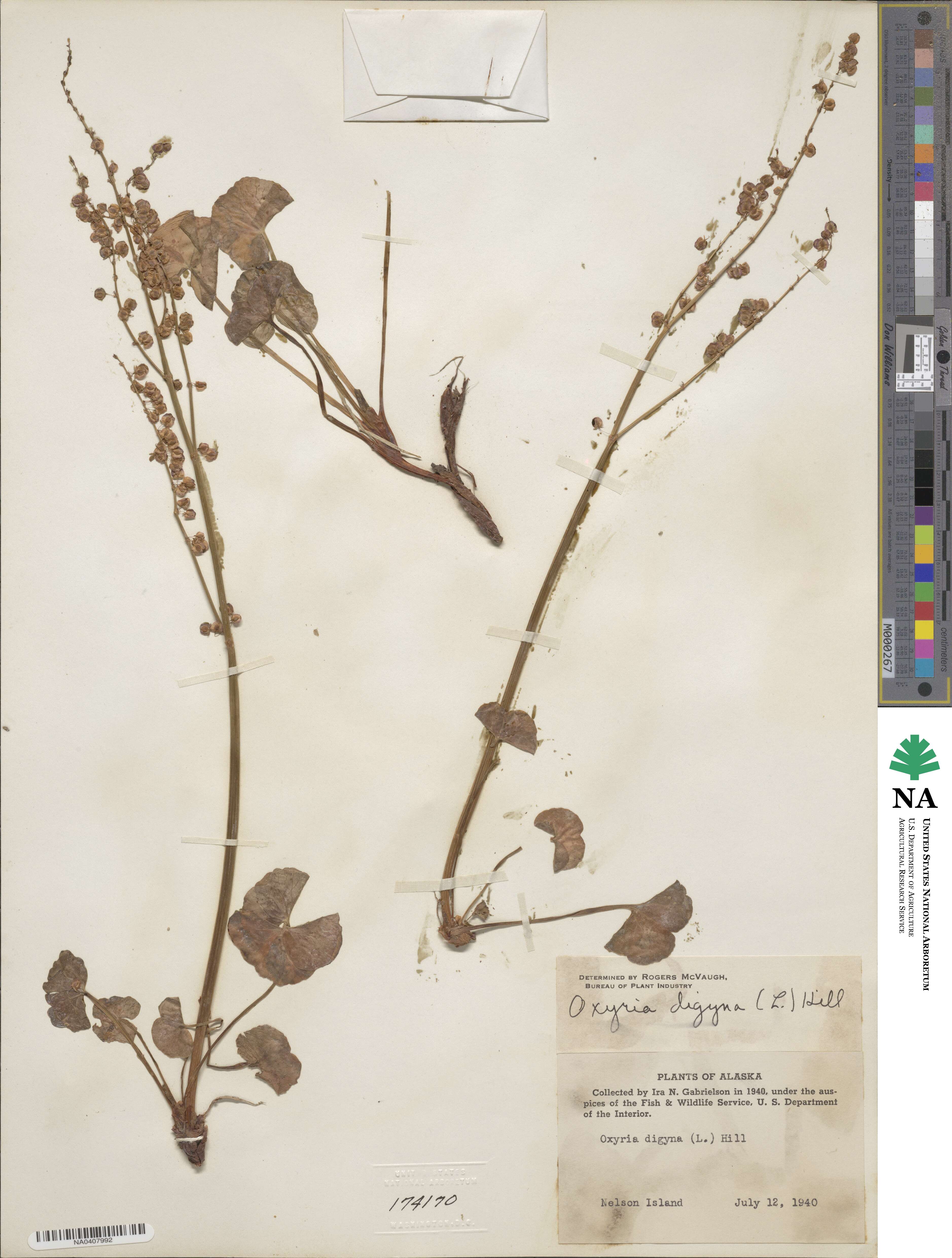 Oxyria digyna image
