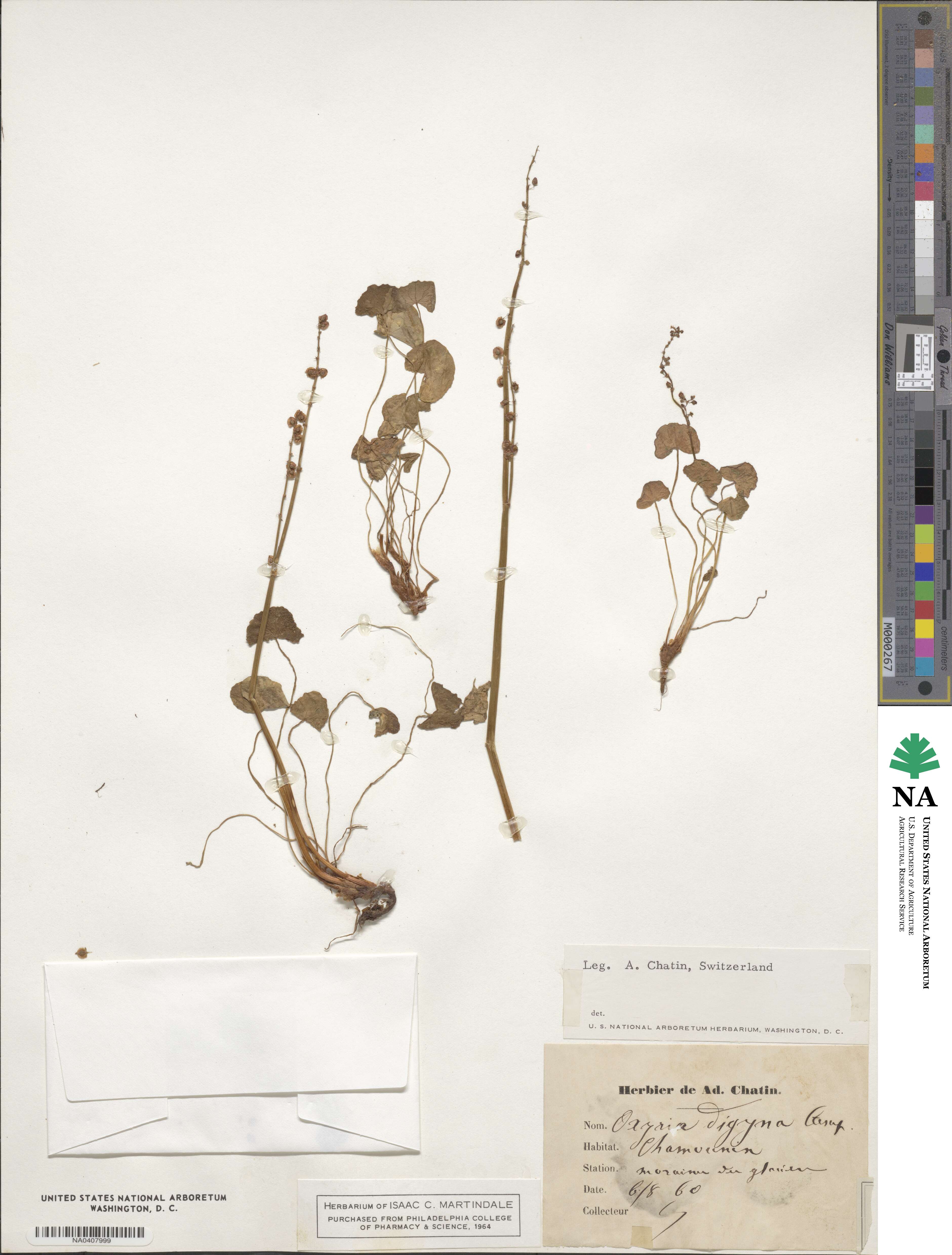 Oxyria digyna image