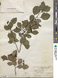 Crataegus viridis image