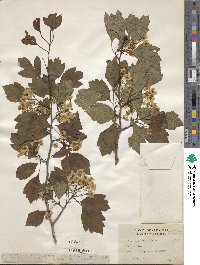 Crataegus viridis image