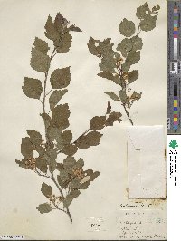 Crataegus viridis image