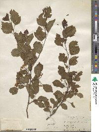 Crataegus viridis image