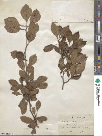 Crataegus viridis image