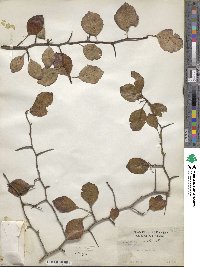 Crataegus viridis image