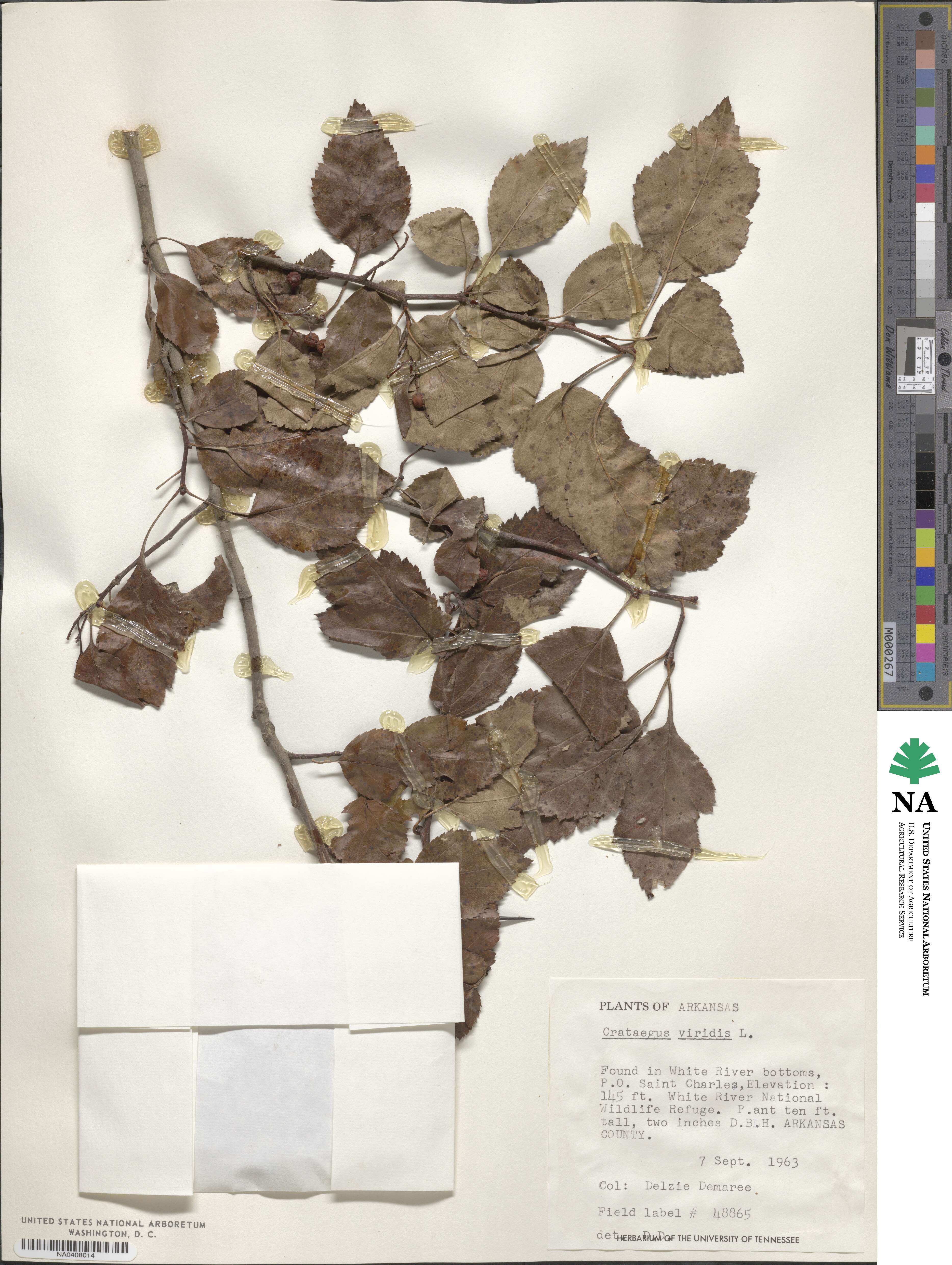 Crataegus viridis image