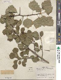 Crataegus viridis image