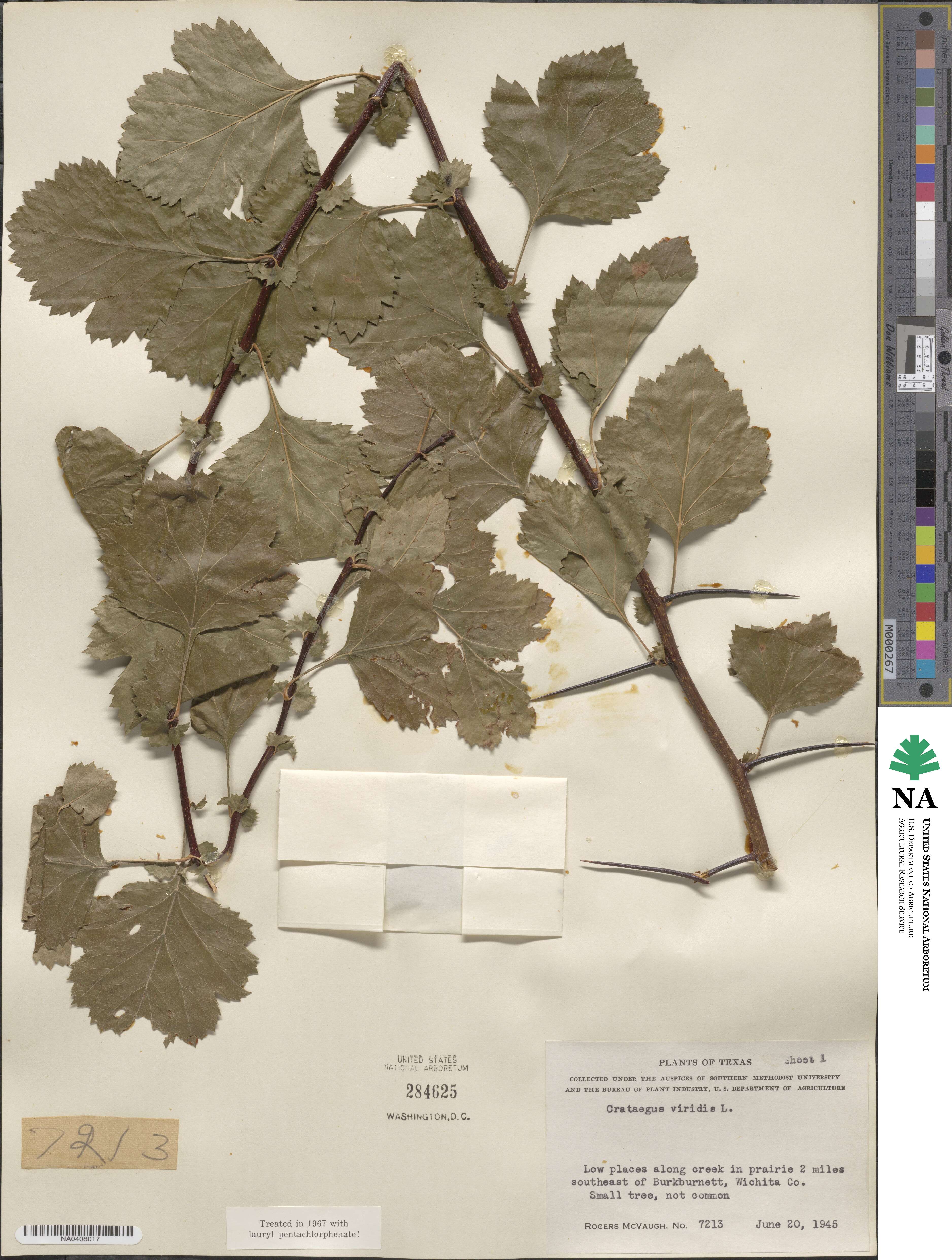 Crataegus viridis image