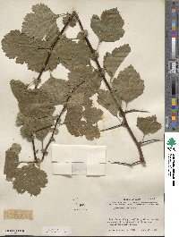 Crataegus viridis image