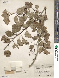 Crataegus viridis image