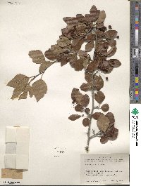 Crataegus viridis image